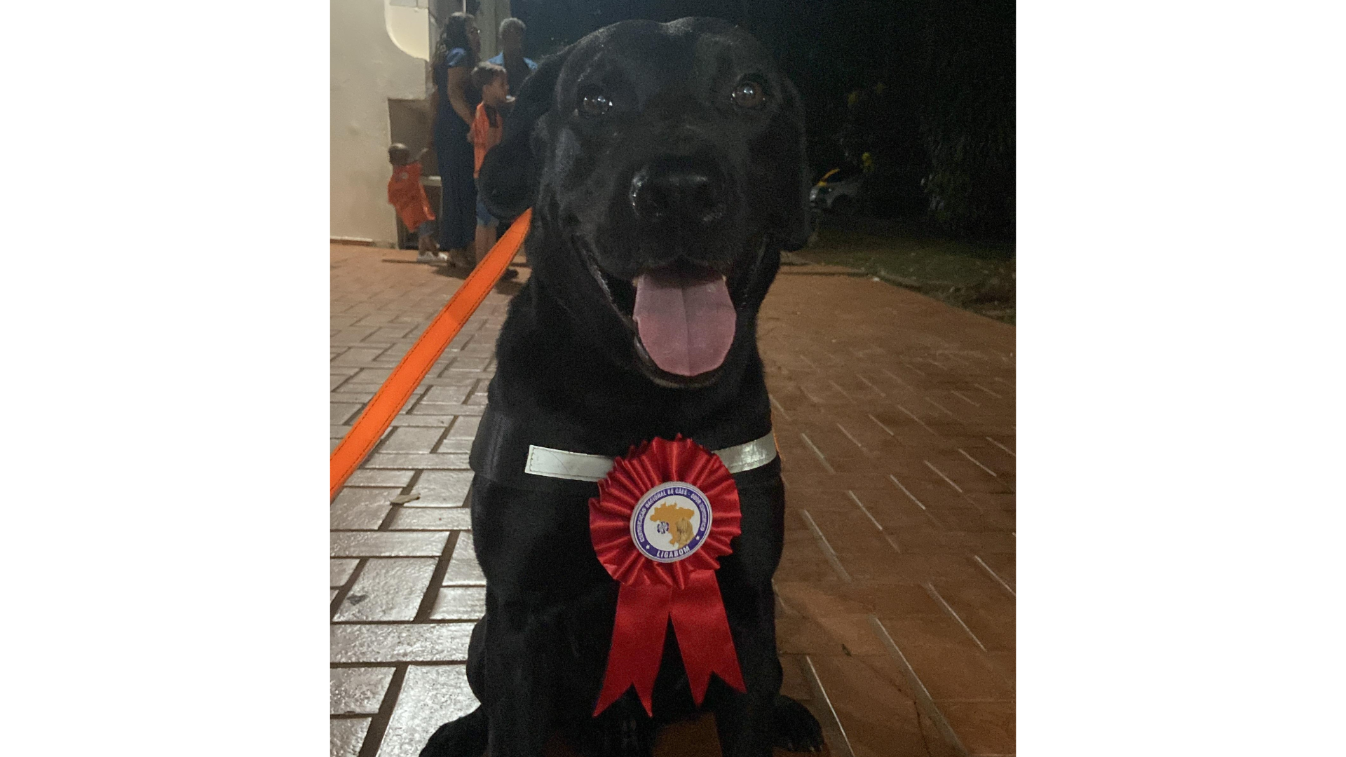 CORPO DE BOMBEIROS MILITAR DE RONDÔNIA REALIZA RESGATE DE IDOSO COM O APOIO DO CÃO DE BUSCA BLACK